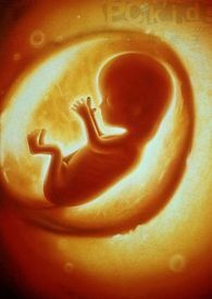 胎儿发育全过程完整版